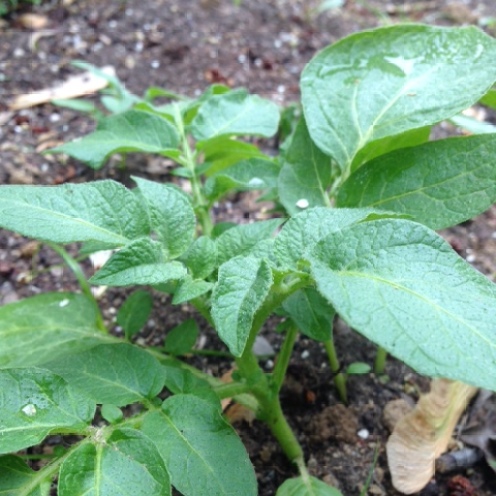Not positive, but we think this is a Brandywine tomato plant.