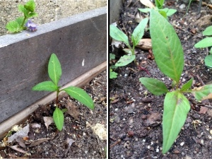 Our "pepper" plants growing in beds that didn't have peppers last year. Hmmm....